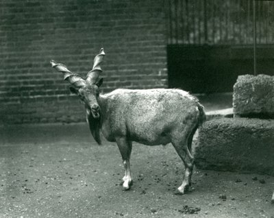 A Markhor at London Zoo by Frederick William Bond